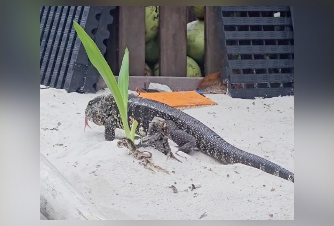 Dragão-de-komodo? Lagarto de grandes proporções é flagrado caminhando pela areia da Praia da Barra; veja vídeo