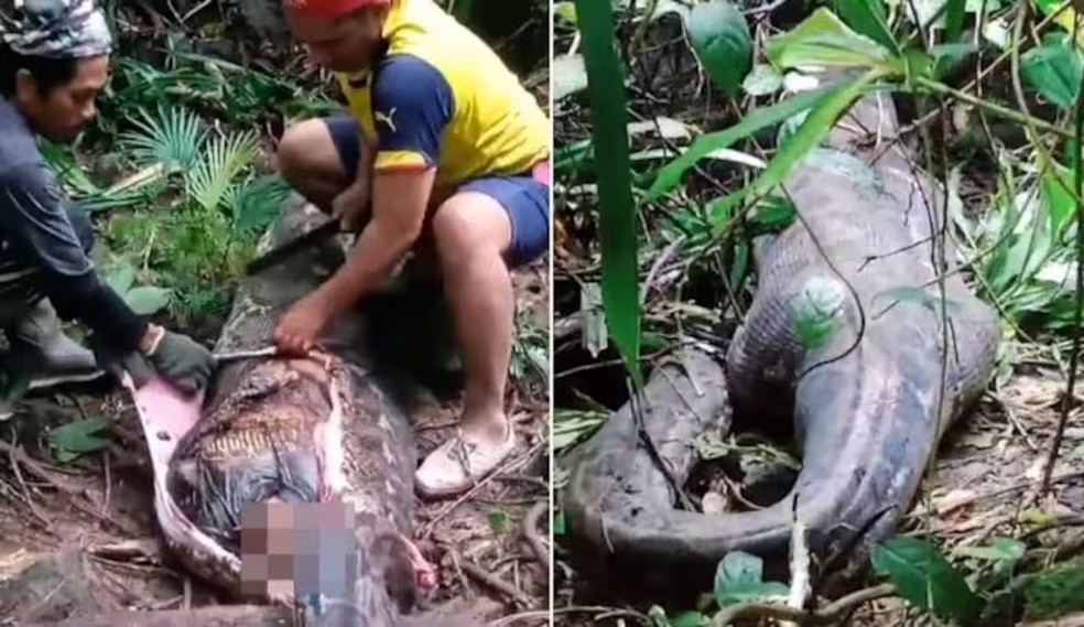 Indonsia acumula casos de pessoas devoradas por cobras gigantes  Foto: Reproduo