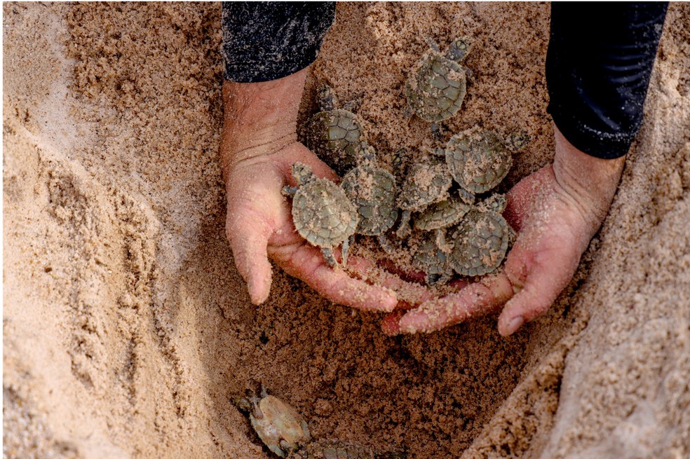 60,000 baby turtles were recorded in the first days of the 2025 birthing season, in Vale do Guaporé (RO) — Photo: DIvulgação / Frank Nery