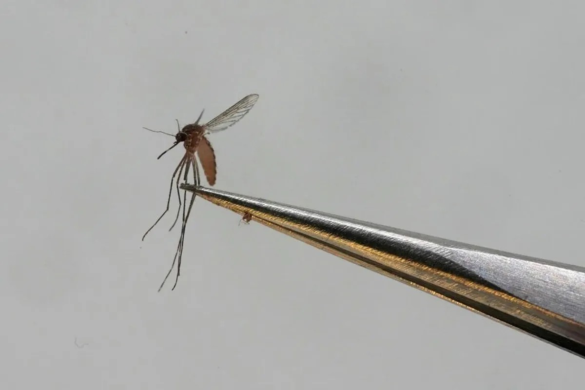 Min