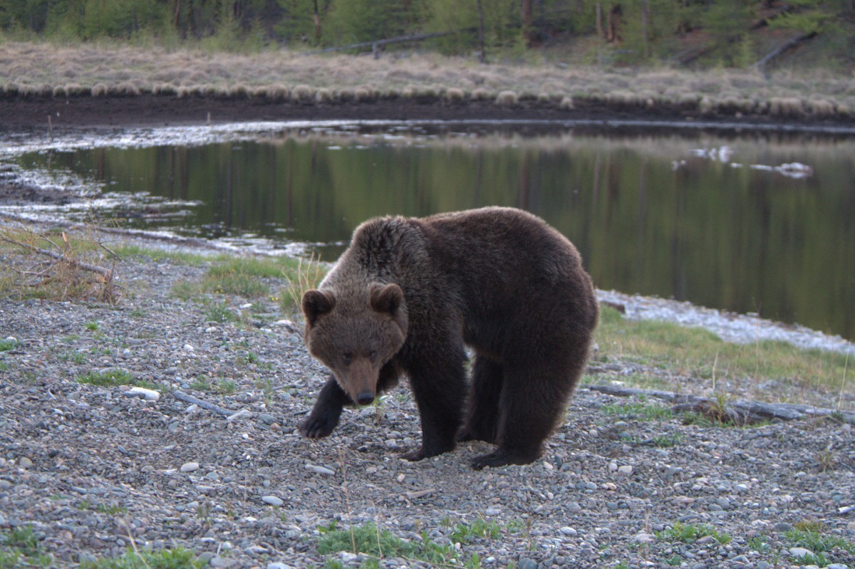 Rússia registra 26 mortes em ataques de ursos em meio ao avanço dos animais sobre áreas habitadas
