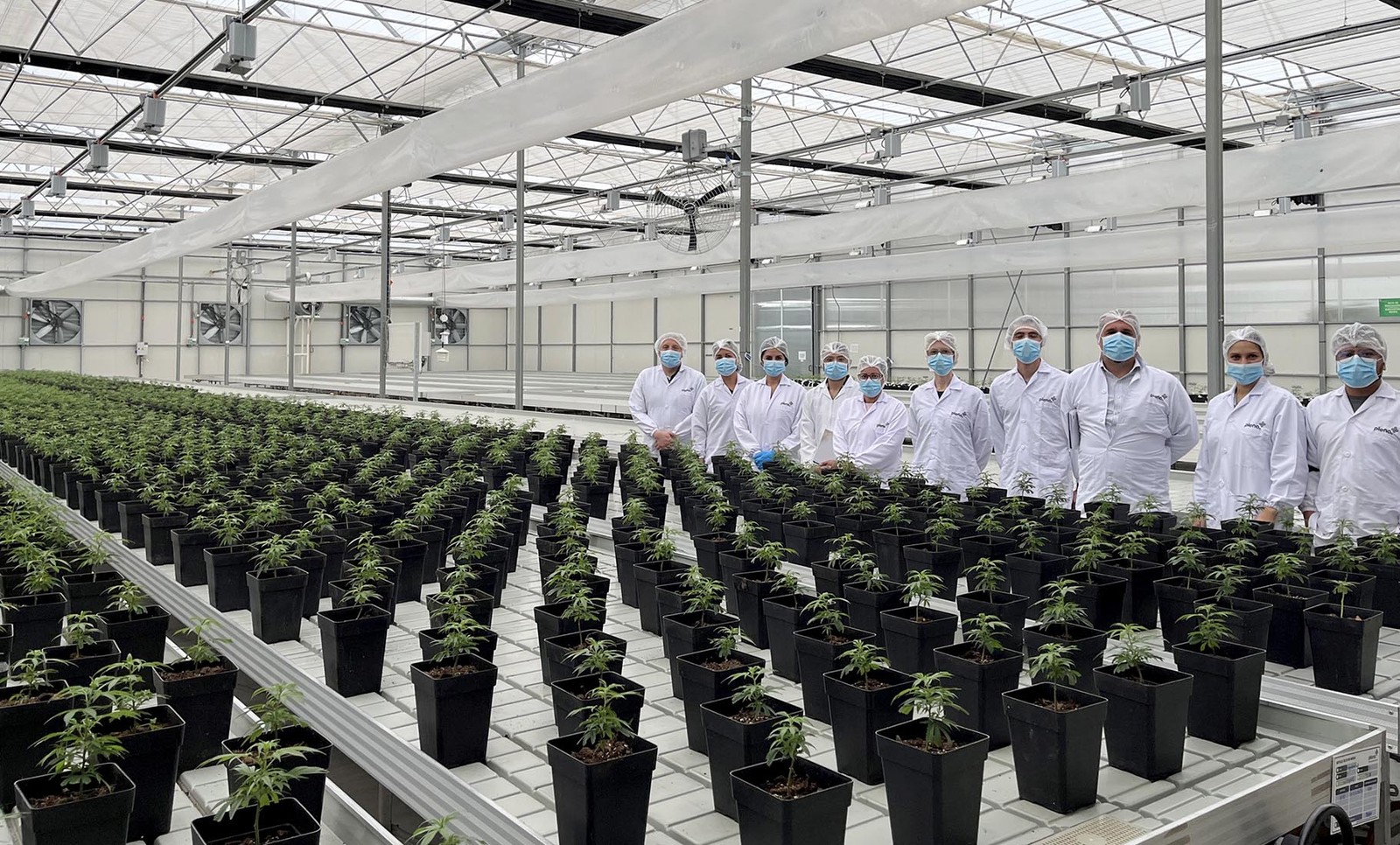 Anvisa technicians visit cannabis cultivation in Colombia - Photo: Disclosure