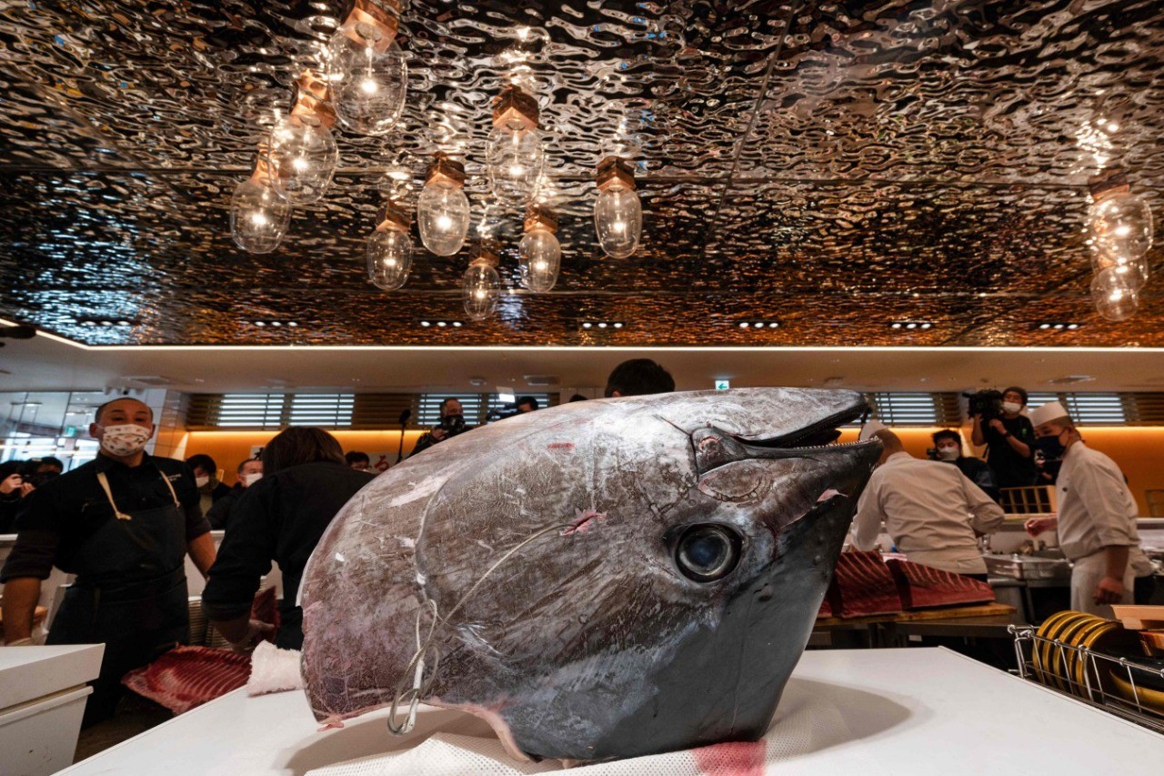 A cabeça do atum-rabilho colocada no balcão enquanto o peixe é fatiado — Foto: Richard Brooks/AFP