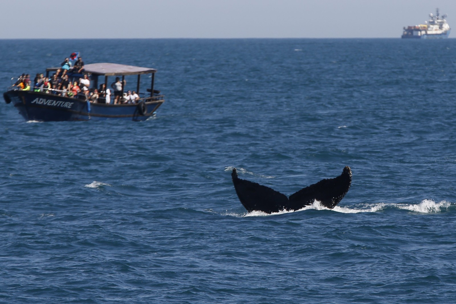 Turismo de observação de baleias, presente em cinco estados: São  Paulo, Rio de Janeiro, Espírito Santo, Bahia e Rio Grande do  Norte — Foto: Custodio Coimbra