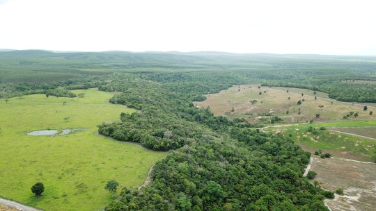 re.green e Microsoft firmam acordo para restaurar 16 mil hectares de florestas tropicais