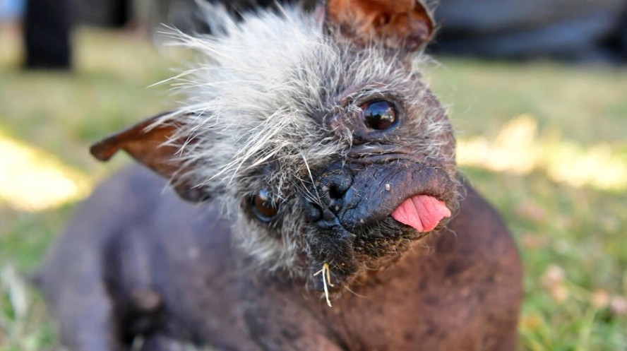 Mr. Happy Face é coroado cão mais feio do mundo em concurso na Califórnia