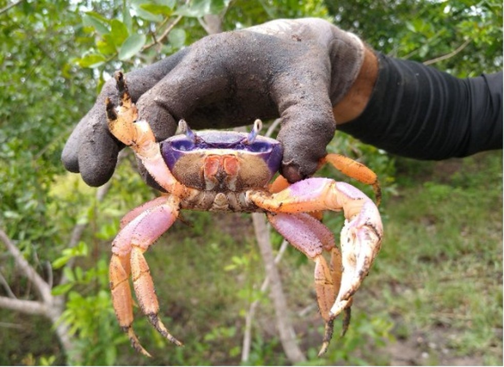 Caranguejos de manguezais e praias encontrados pelo grupo também apresentaram deformidades — Foto: Divulgação/PMBA-Fest