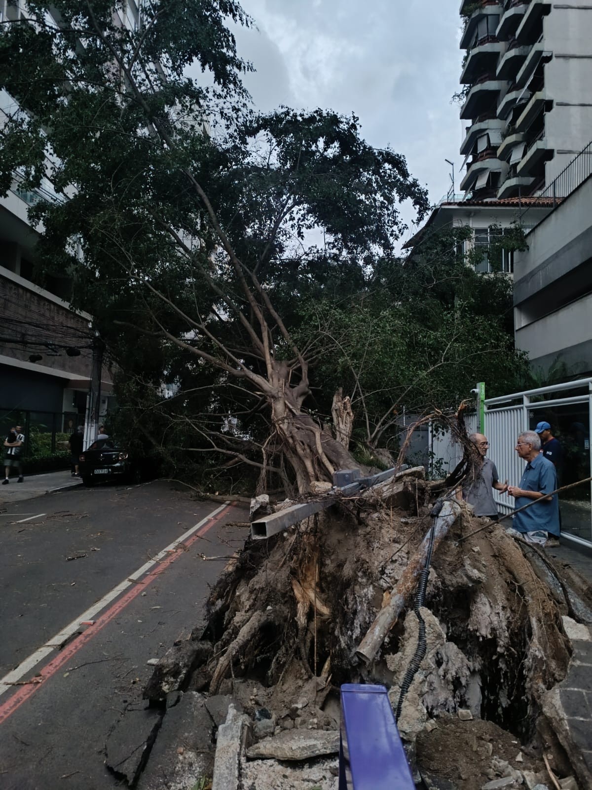 Ventos fortes causam queda de árvore sobre carros em Niterói; cidade está em alerta