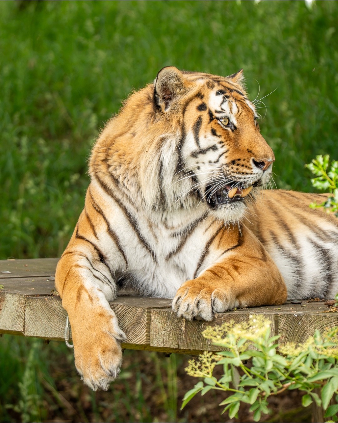 Homem morre depois de pular em jaula de tigre de zoológico na Inglaterra