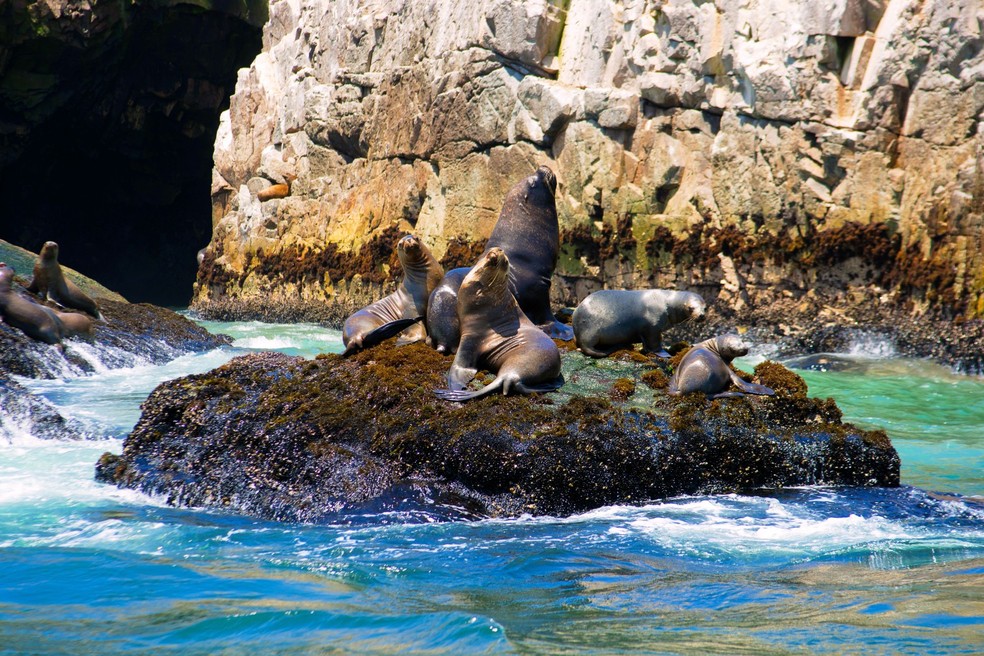 Os leões marinhos das Islas Palominas — Foto: Carlos Ibarra / PROMPERÚ