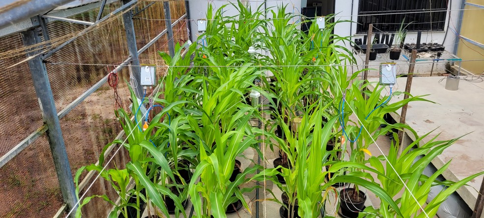 Sistema autônomo para o sensoriamento do estresse hídrico das plantas desenvolvido pela Embrapa Agroindústria Tropical (CE) — Foto: Otto Souza