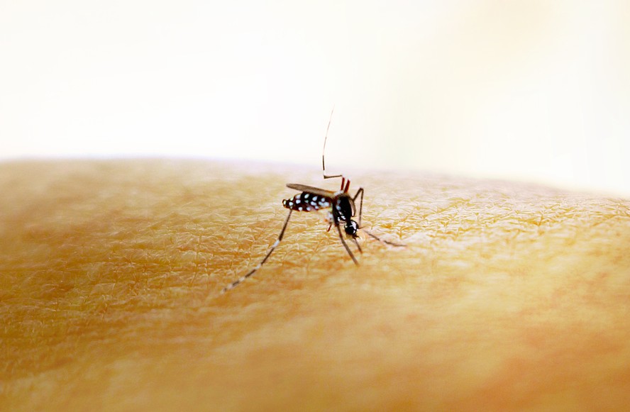 O mosquito Aedes aegypti, transmissor de dengue, zika e chicungunha
