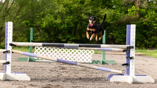 De 'cão bravo' ao estrelato: conheça Miles, o vira-lata resgatado que chegou a uma das maiores competições caninas dos EUA