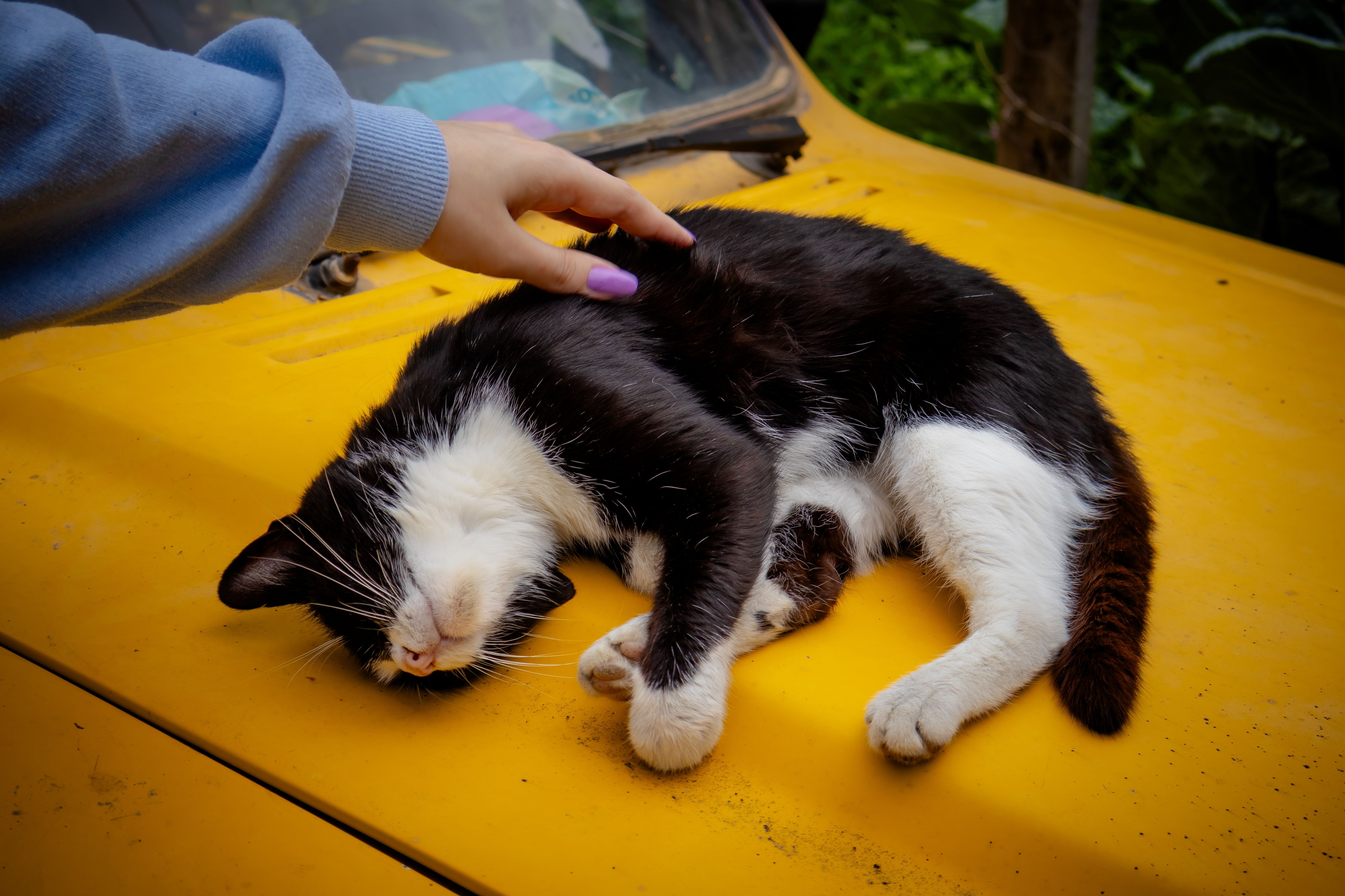 Por que os gatos escolhem uma pessoa favorita? Saiba alguns dos fatores que podem influenciar