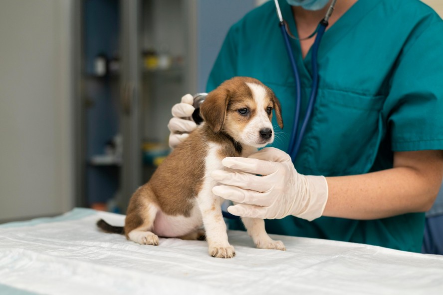 Infecção respiratória de causa não identificada se espalha nos EUA entre cães.