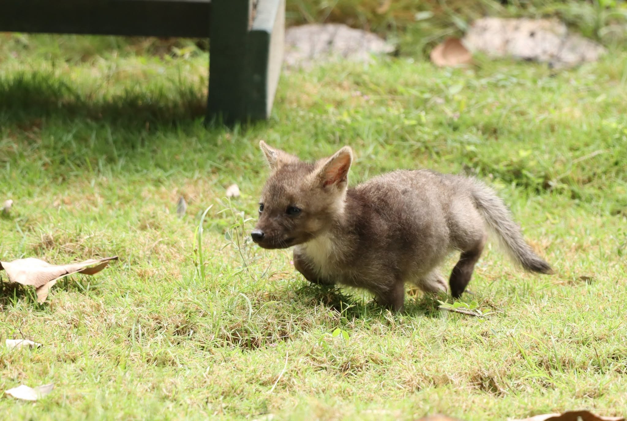 Família adota filhote que acreditava ser cão e descobre ser raposa