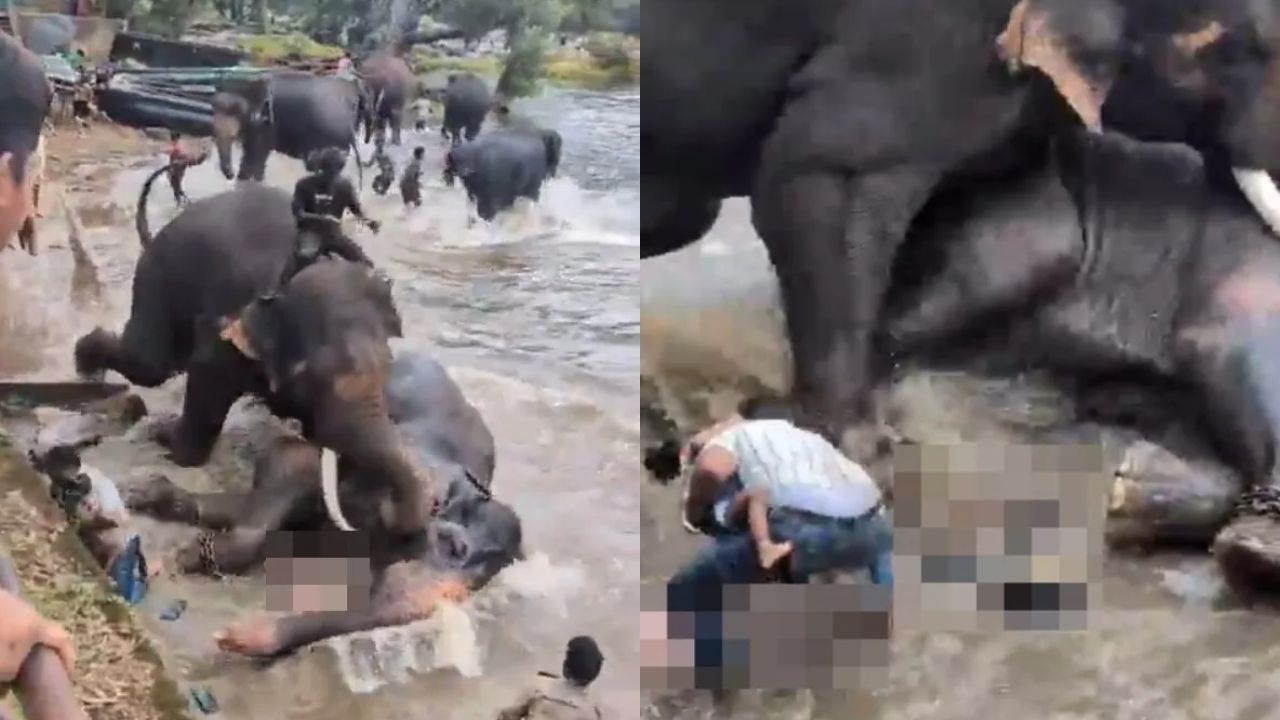 Turista morre pisoteada durante briga de elefantes em acampamento turístico na Índia; vídeo