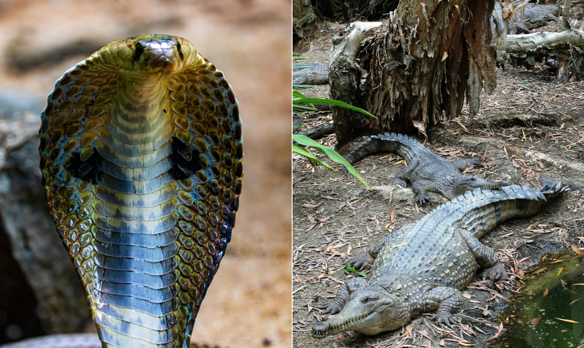 Índia considera soltar cobras e crocodilos para proteger a fronteira com Bangladesh