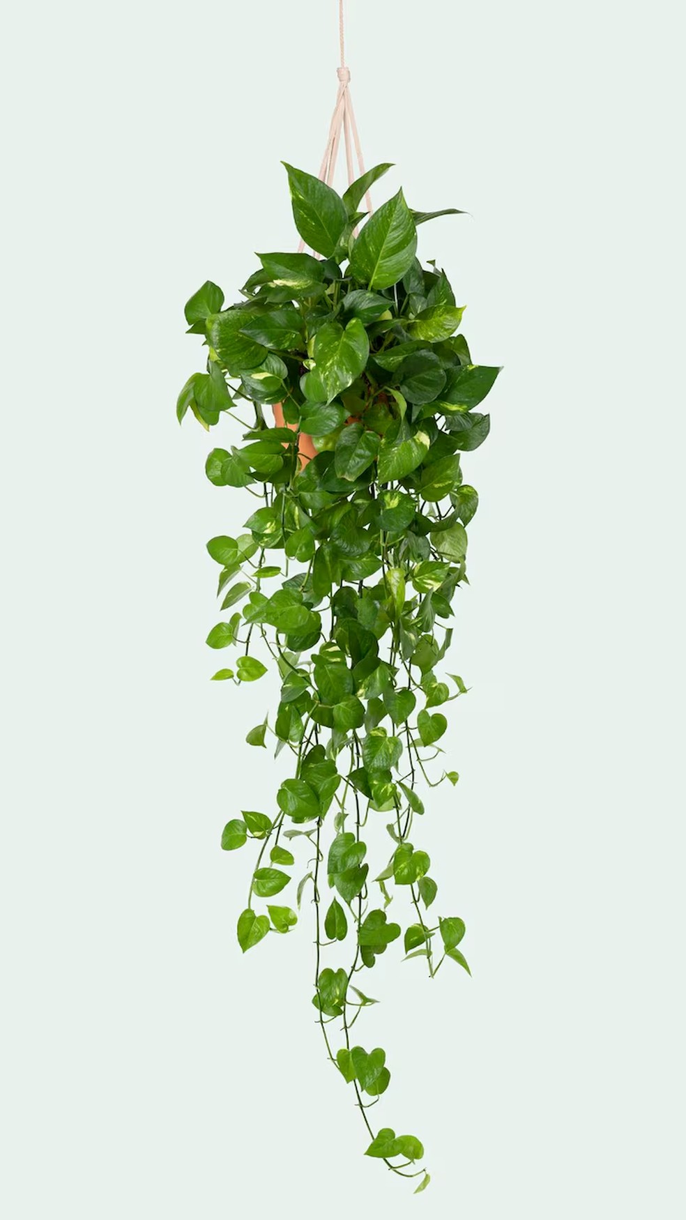Jiiboia verde — Foto: Freepik