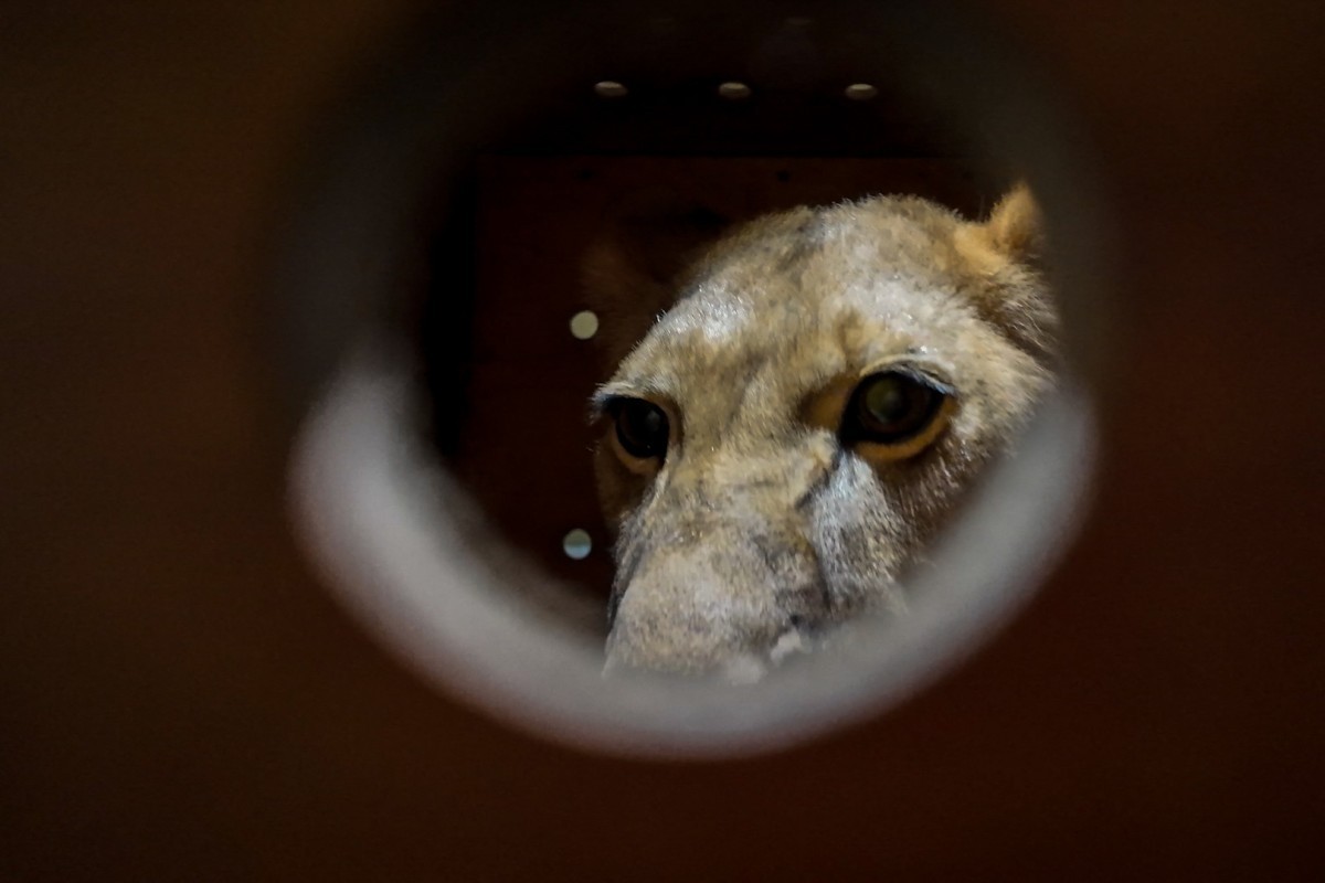 Cacatuas, uma leoa e dois ursos: Putin presenteia zoológico da Coreia do Norte com dezenas de animais