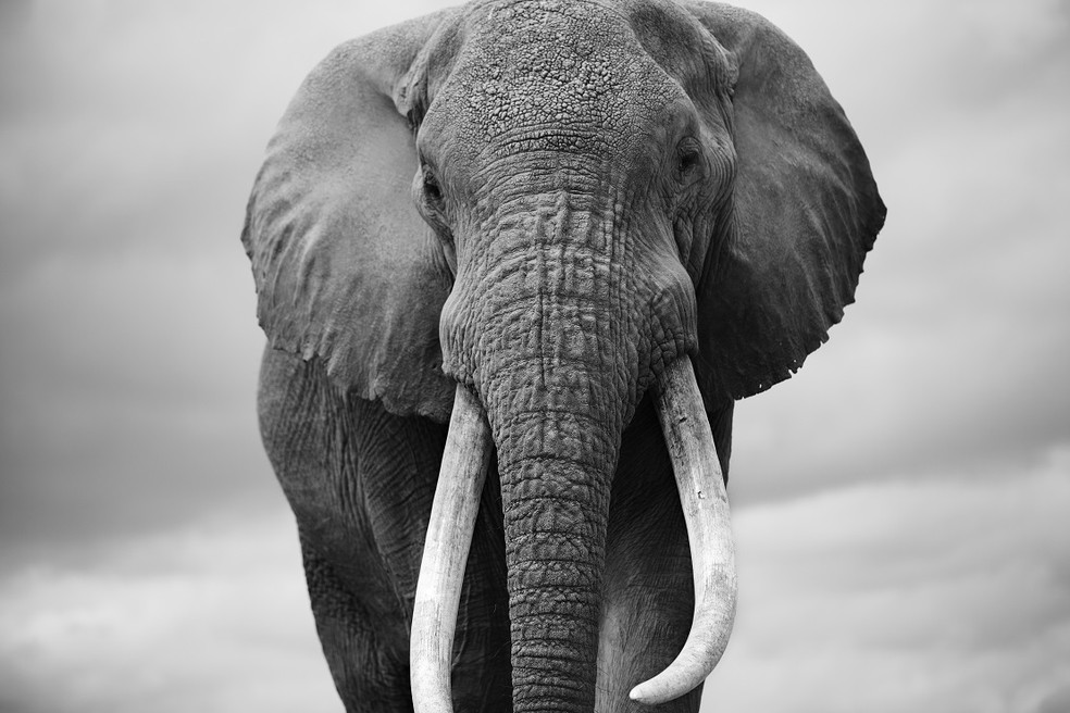 Elefante no Parque Nacional do Amboseli, no Quênia — Foto: Christian Cravo
