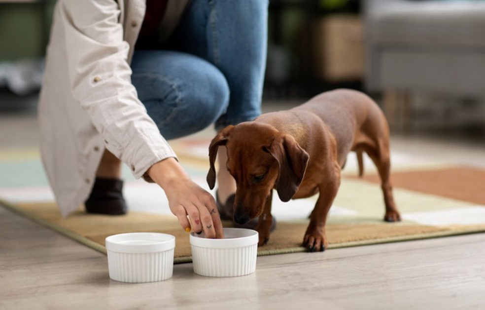 Cão se hidratando dentro de casa — Foto: Freepik