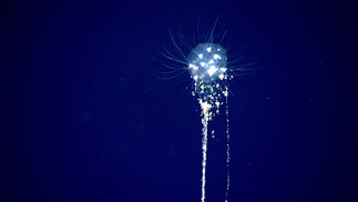 Tuscarorídeo — Foto: Imagem cortesia do Escritório de Exploração e Pesquisa Oceânica da NOAA, Golfo do México 2017