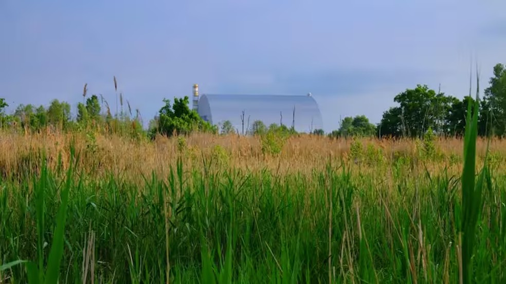 Muitas plantas e animais vivem nas proximidades do reator nuclear de Chernobyl, que aparece aqui coberto pela estrutura de contenção de segurança — Foto: Germán Orizaola/Universidade de Oviedo
