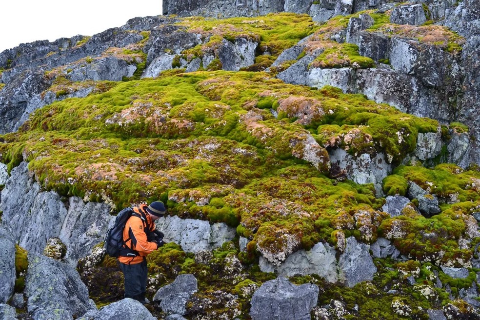 Vegetação crescendo na paisagem rochosa de Norsel Point, na Antártica — Foto: Dan Charman
