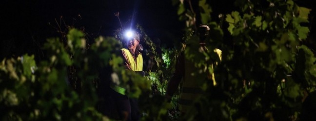 Trabalhadora da vinícola Herdade das Servas utiliza uma lanterna de cabeça durante a colheita noturna de uvas em Estremoz, — Foto: Patricia de Melo Moreira/AFP