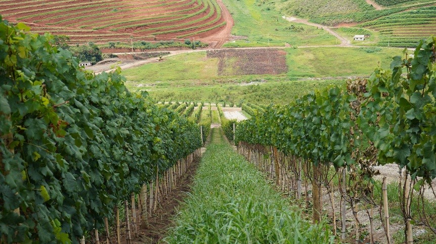 Governança do enoturismo fluminense será debatida em evento
