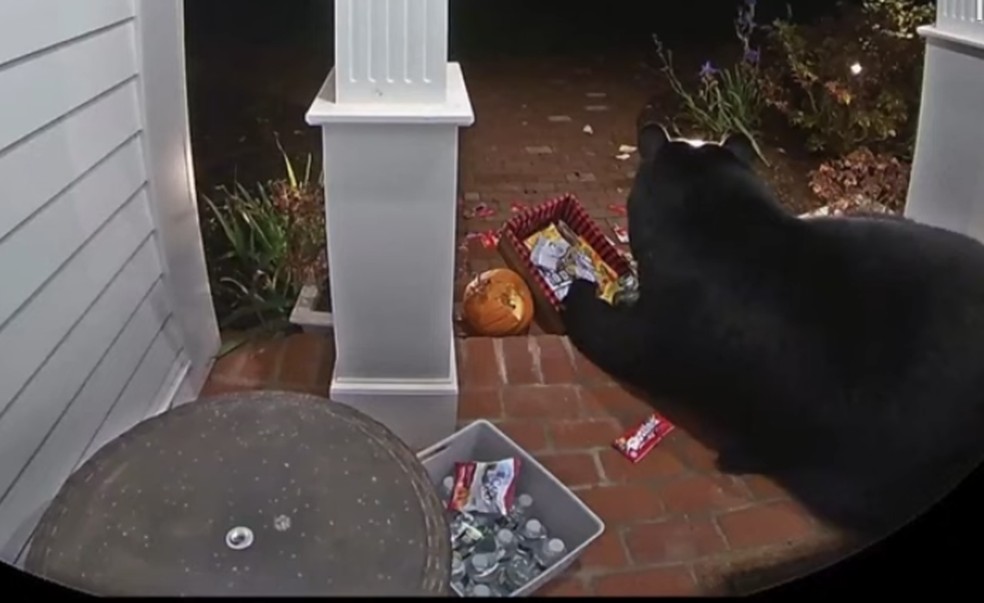 Urso é capturado e morto depois de atacar um funcionário de supermercado no Japão — Foto: Reprodução vídeo