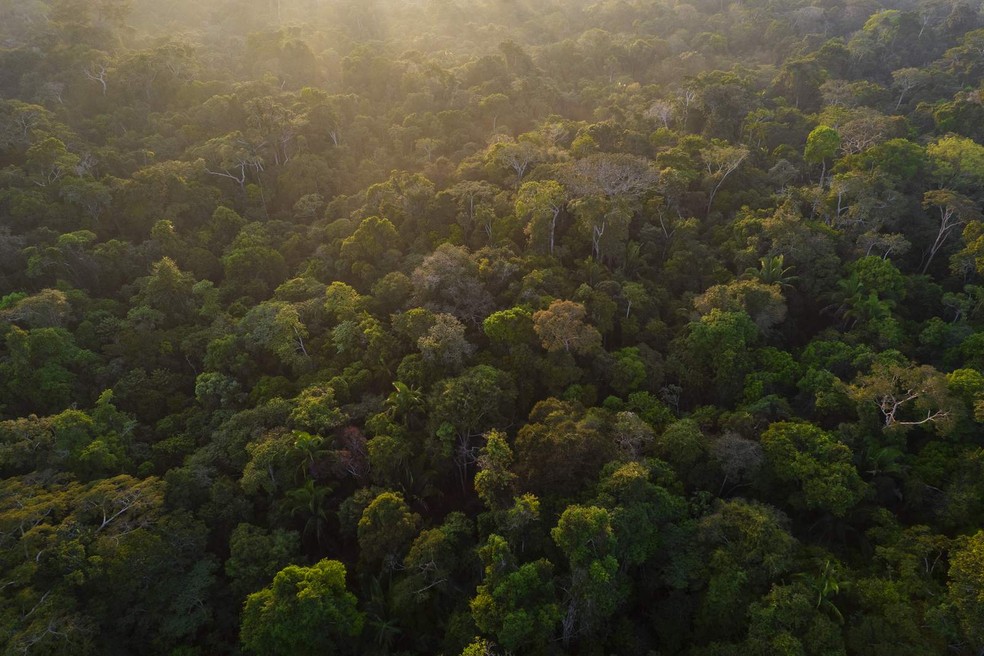 Floresta tropical dentro do território Piripkura, em Mato Grosso — Foto: Victor Moriyama/The New York Times