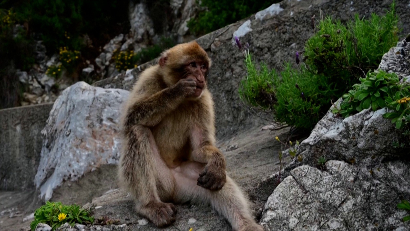 Depois do sorvete e da batata frita, terra: macacos de Gibraltar desenvolvem hábito curioso para aliviar dor de barriga; entenda