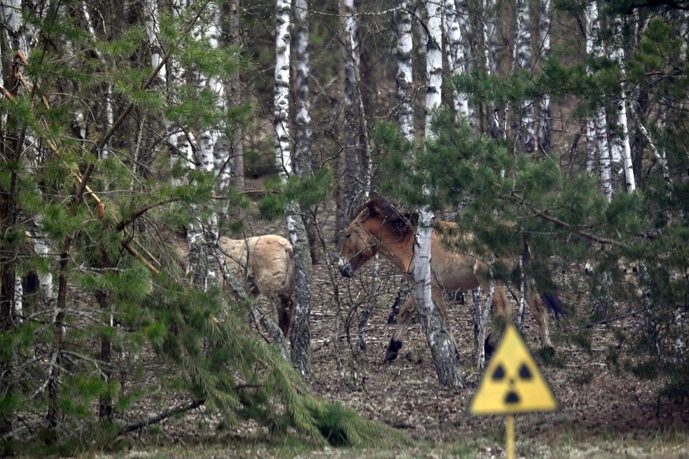 Cavalos-de-przewalski selvagens, espécie ameaçada de extinção nativa da Ásia, que prospera em áreas contaminadas por radioatividade, vagueiam perto de uma estrada florestal na zona de Chernobyl em 23 de abril de 2026 — Foto: AFP