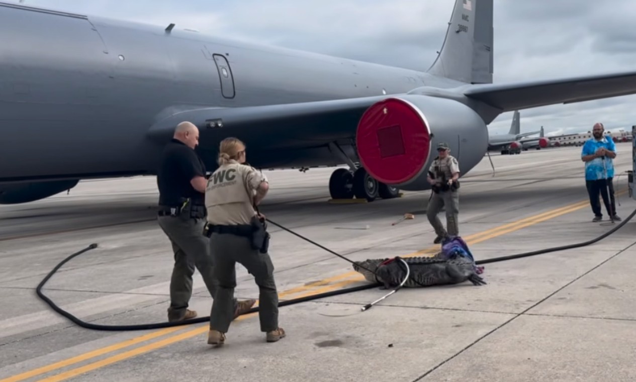 Jacaré de 3 metros de comprimento é capturado após invadir base aérea militar dos Estados Unidos