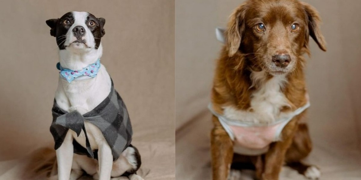 Voluntários promovem ensaio fotográfico para cachorros resgatados após enchentes no RS