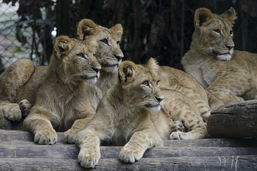 Zoológico de SP ganha 4 novos filhotes de leão nesta segunda-feira