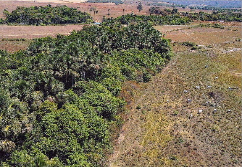 Queimadas dão trégua em 2025, mas mudanças climáticas e atuação conjunta de governos ainda são desafios