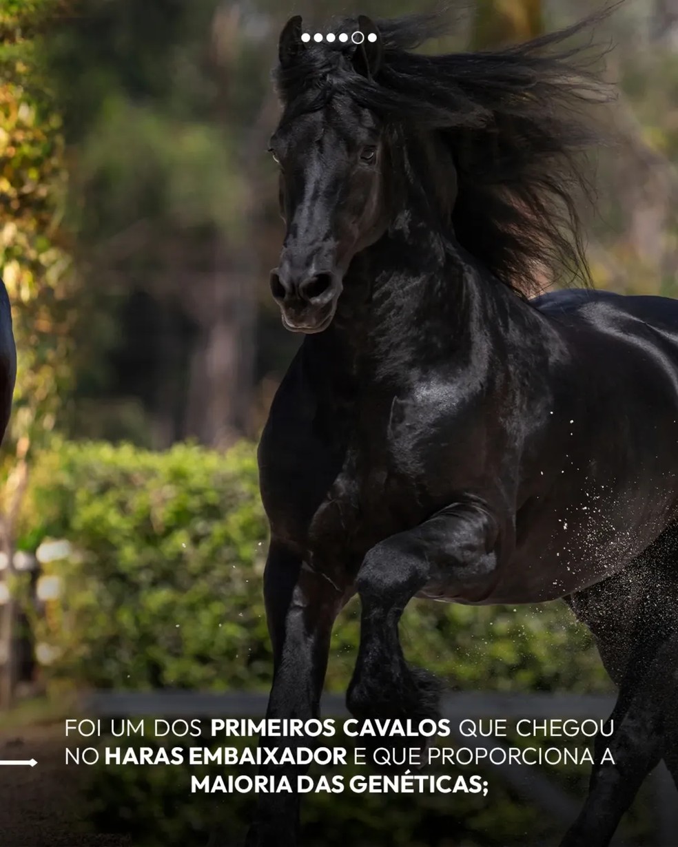 Gusttavo Lima leiloa metade de cavalo de raça por R$ 5 milhões em evento em SP — Foto: Reprodução Instagram @harasembaixador_
