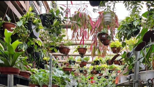 Cuidar de plantas não precisa custar caro: outlet em São Conrado tem 800 espécies e preços a partir de R$ 2,50