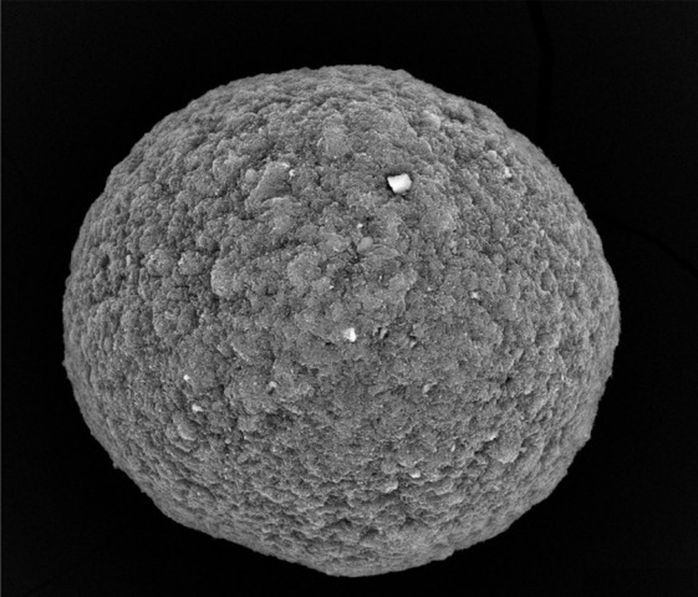 Um organoide cerebral de 0,2 mm, esfera de neurônios humanos interconectados que a startup suíça FinalSpark usa como unidade de processamento — Foto: Divulgação