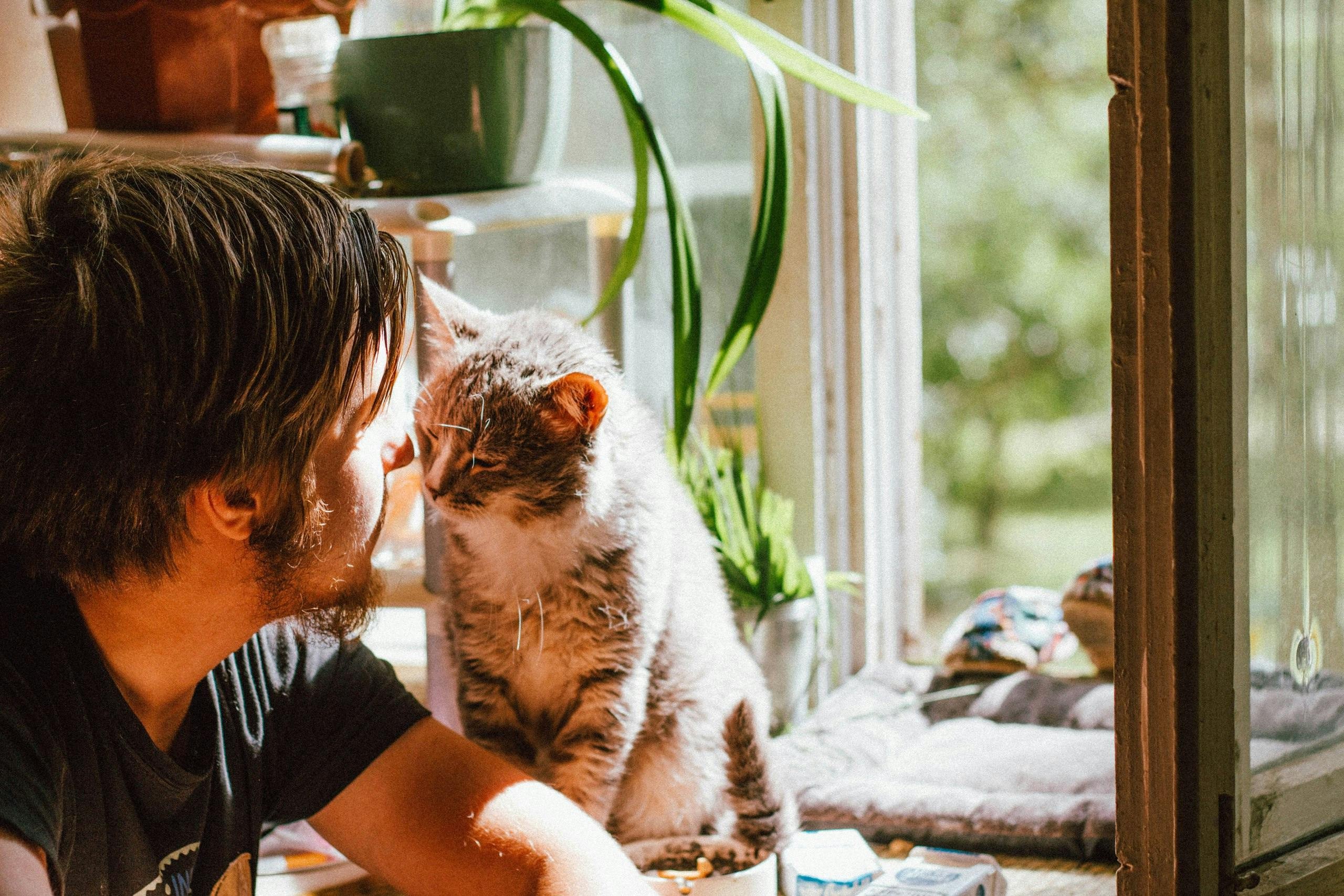 A chave para tratar os cânceres humanos pode estar nos nossos gatos domésticos, diz novo estudo