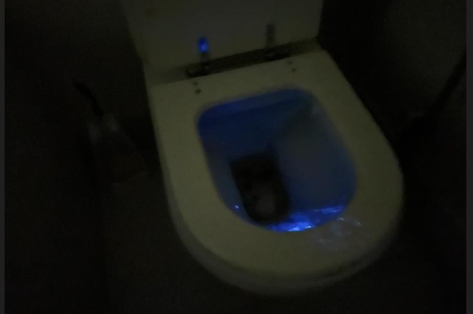 Teste de luminol revela presença de sangue no vaso sanitário — Foto: ICCR-RJ