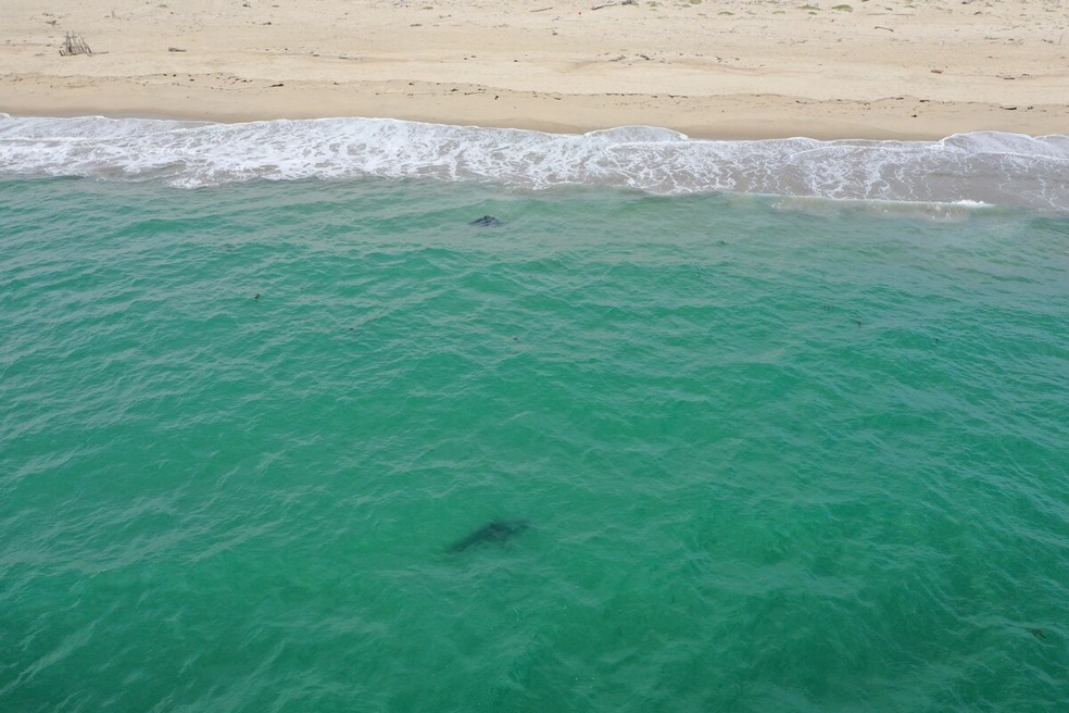 Conheça o fenômeno oceânico que está aproximando os tubarões da costa nos  EUA