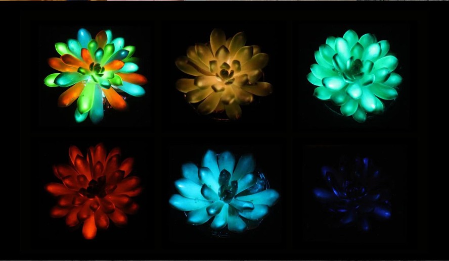 Essas “plantas biônicas” podem emitir luz em diversas cores e se “recarregar” com exposição à luz