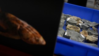 Pesquisadores apresentam f&oacute;sseis de peixes encontrados na China &mdash; Foto: Wang Zhao / AFP