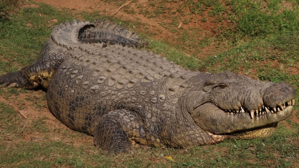 Crocodilo Henry — Foto: Reprodução Instagram