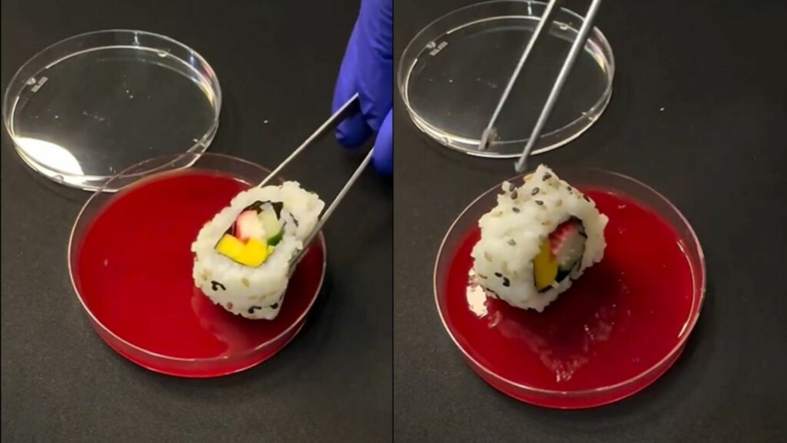 Biólogo surpreende web ao mostrar quantidade de bactérias presentes no sushi; veja vídeo