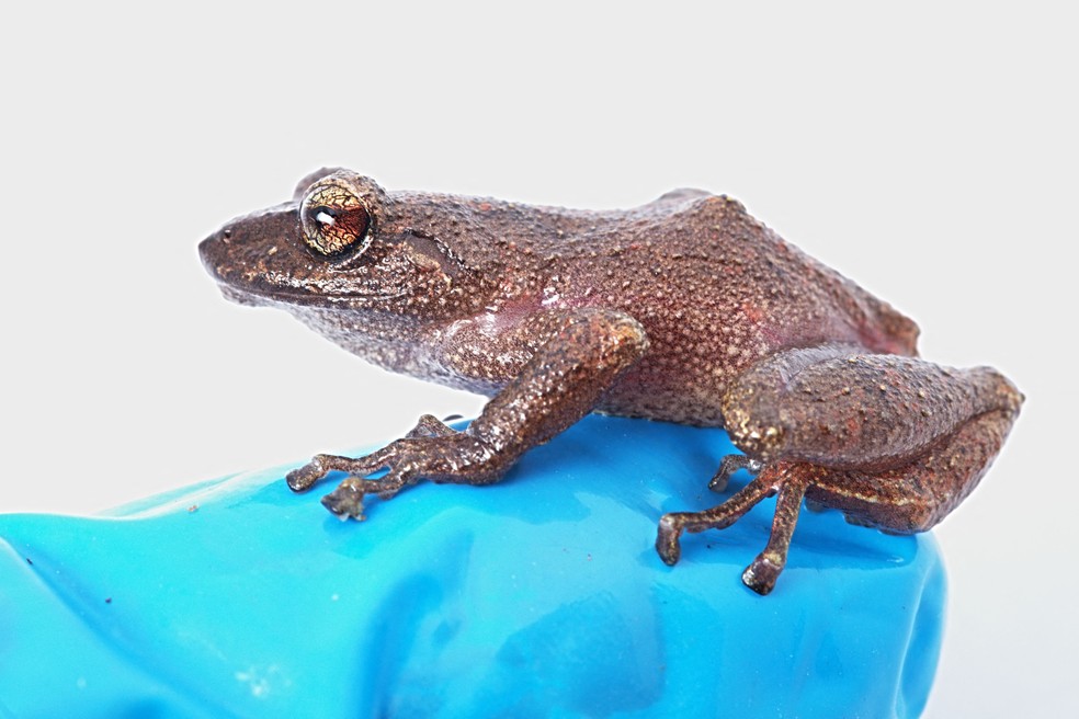 Ecossistema que novas espécies habitam enfrenta ameaças constantes, sobretudo pela extensão das queimadas agrícolas e do desmatamento — Foto: German Chávez/Peruvian Institute of Herpetology/AFP
